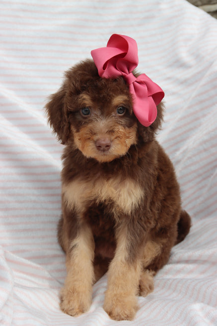 Emma milk chocolate phantom