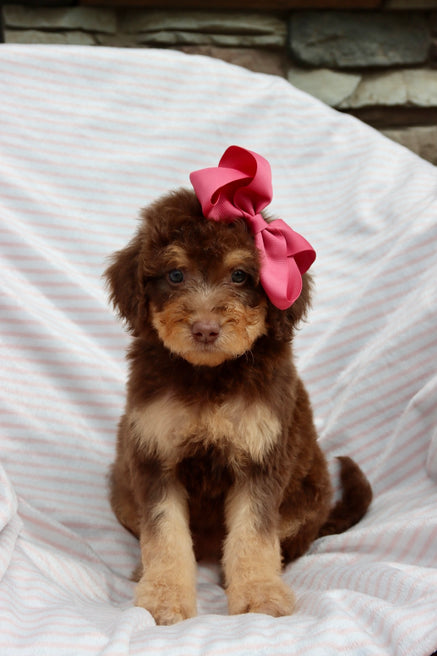 Emma milk chocolate phantom