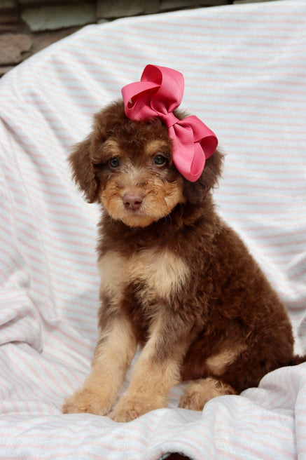 Emma milk chocolate phantom