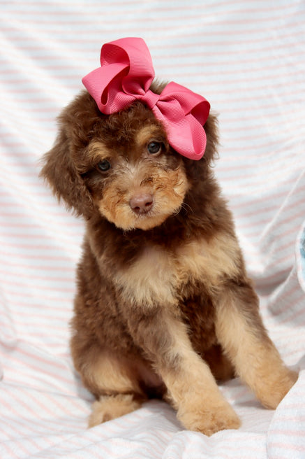 Emma milk chocolate phantom