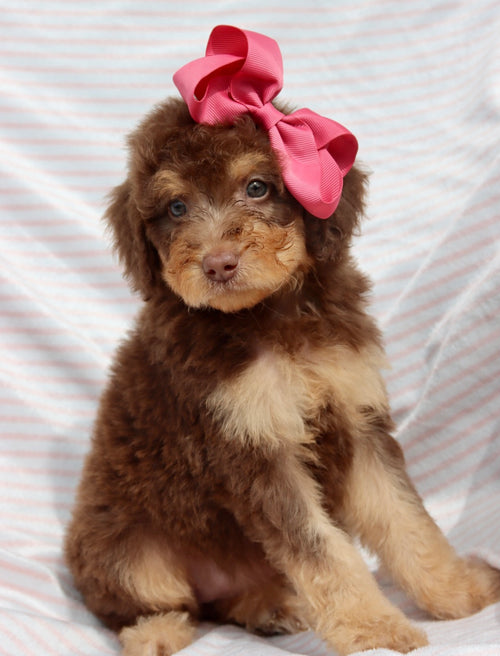 Emma milk chocolate phantom