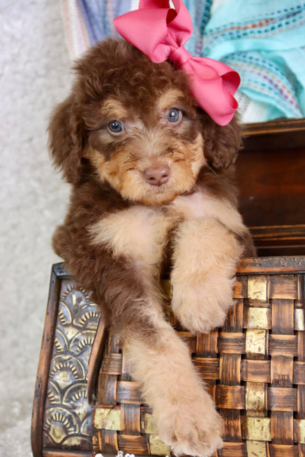 Emma milk chocolate phantom