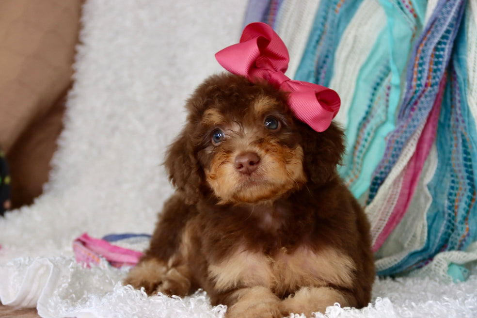 Emma milk chocolate phantom