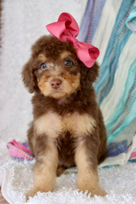 Emma milk chocolate phantom