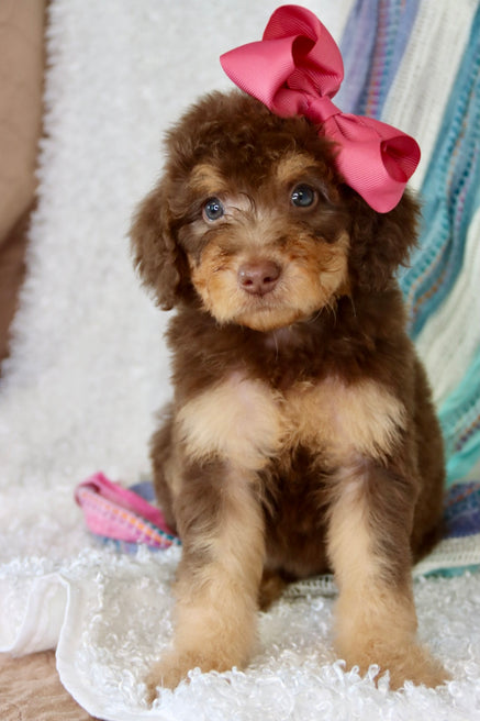 Emma milk chocolate phantom