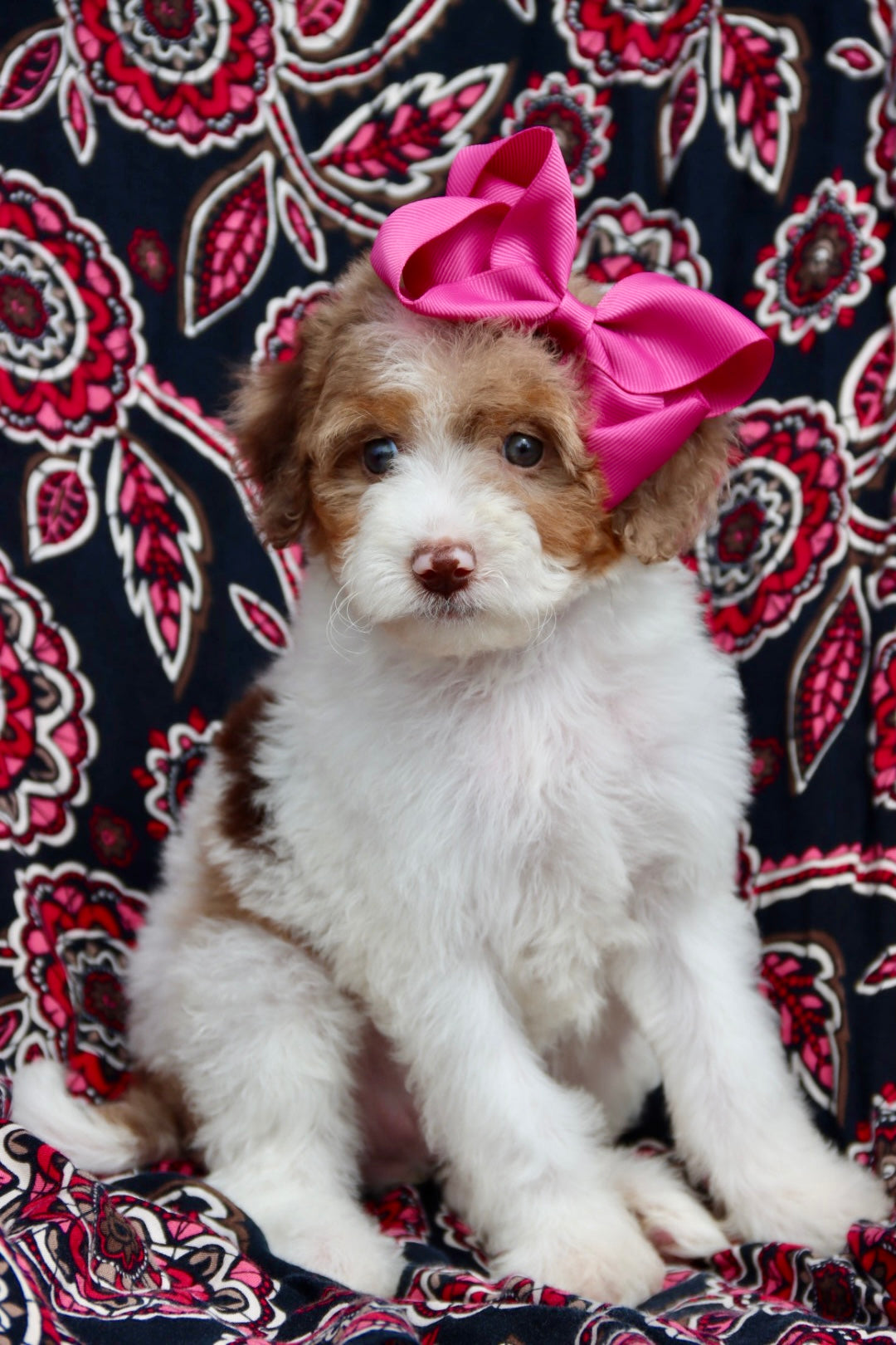 Scarlett chocolate parti merle