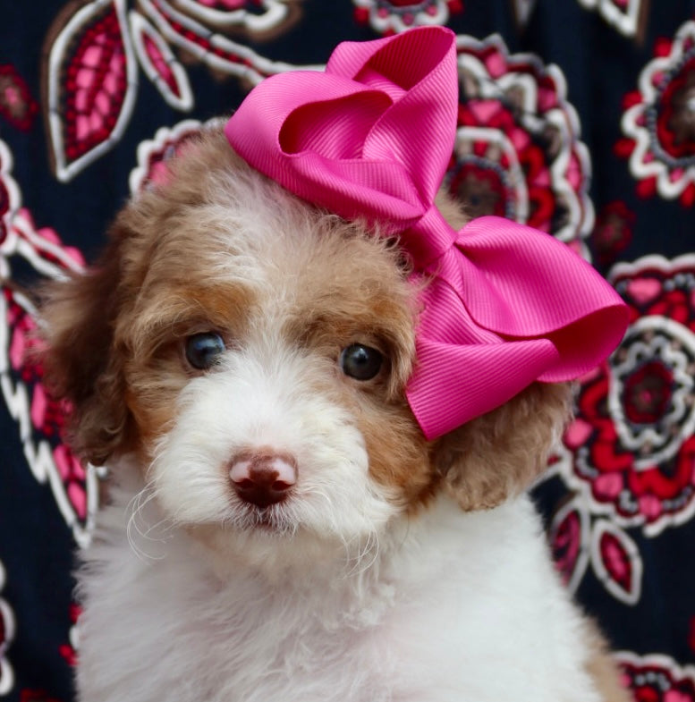Scarlett chocolate parti merle
