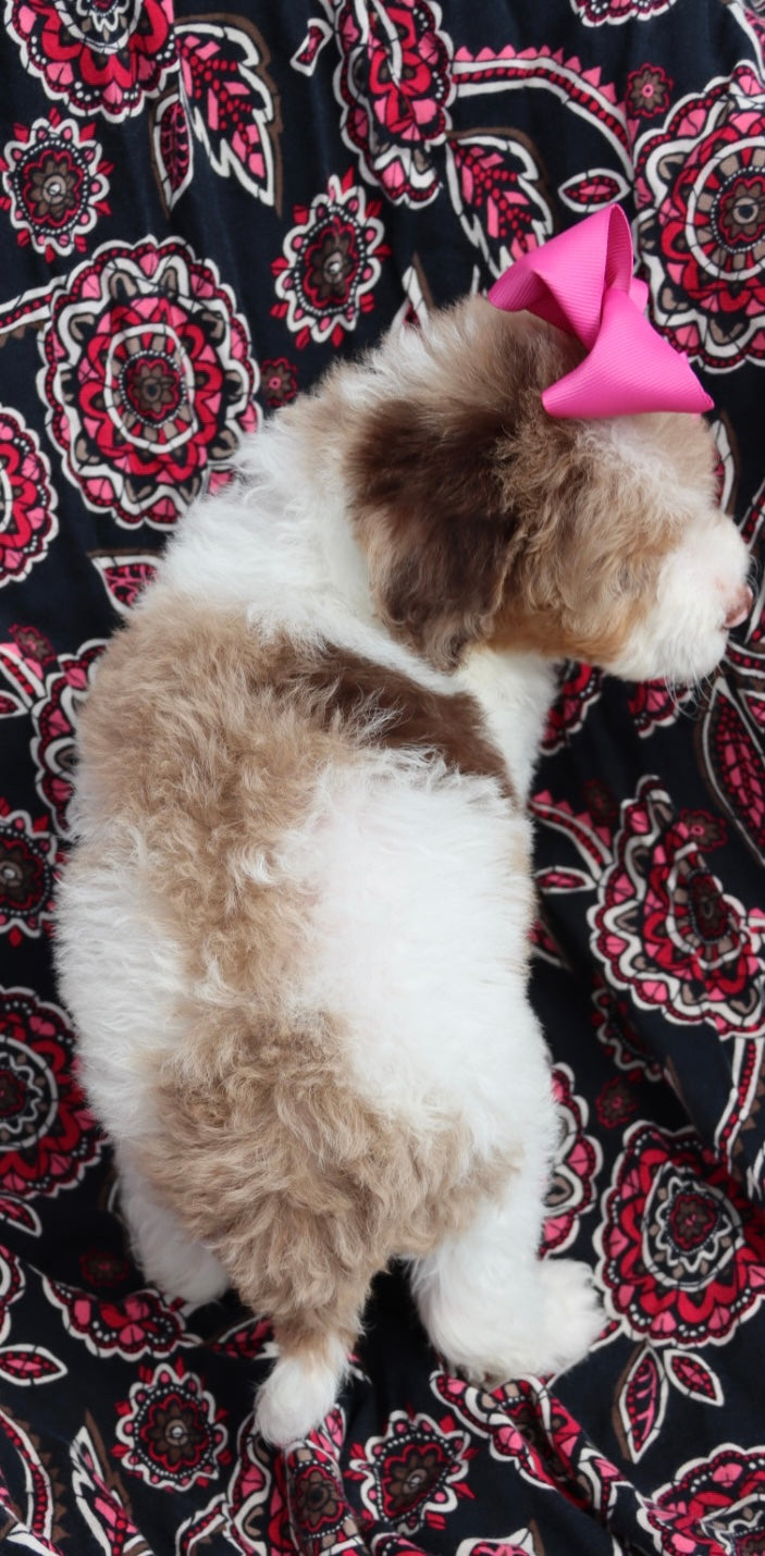 Scarlett chocolate parti merle