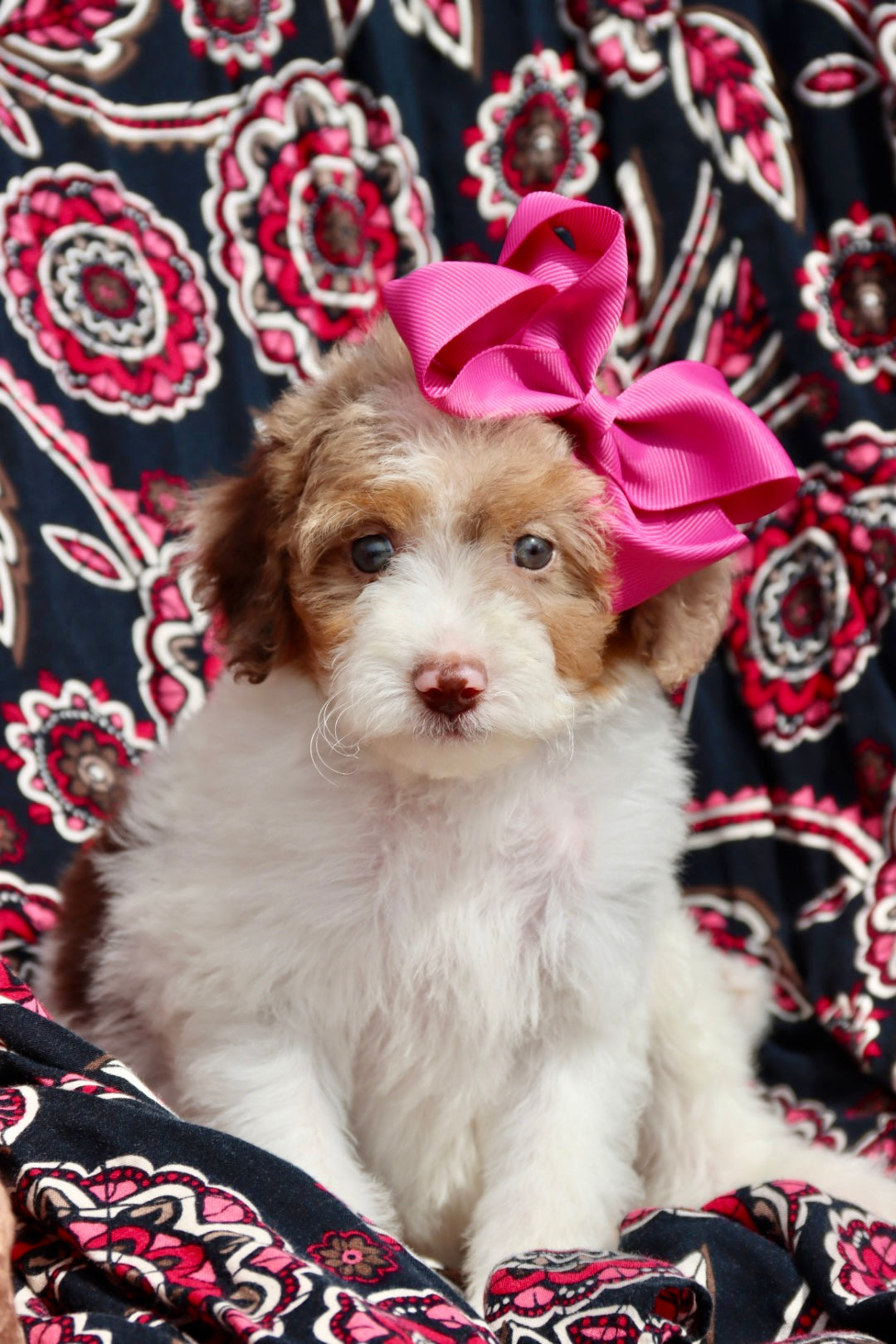 Scarlett chocolate parti merle