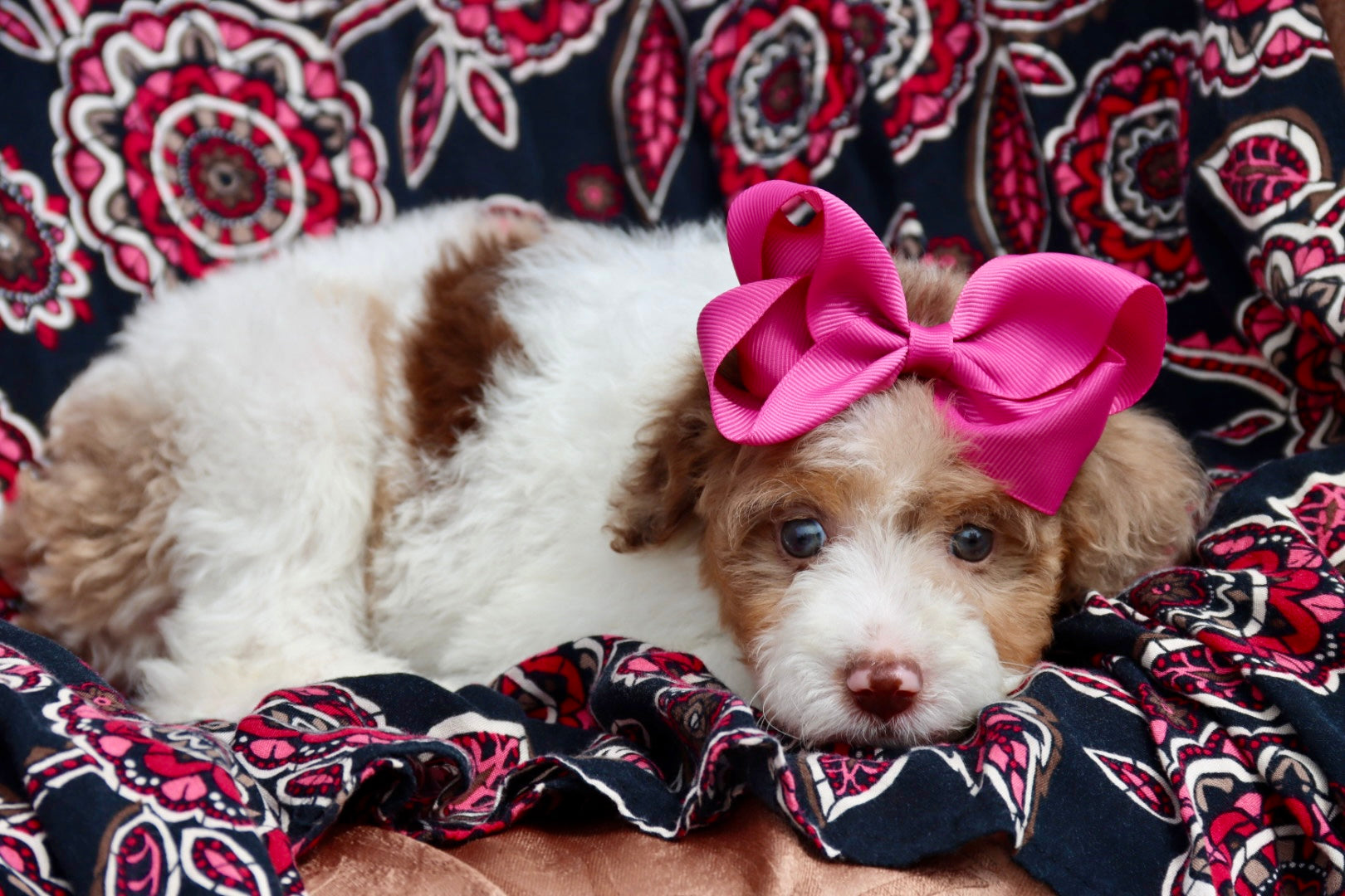 Scarlett chocolate parti merle