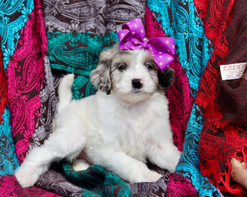 Margot blue merle parti