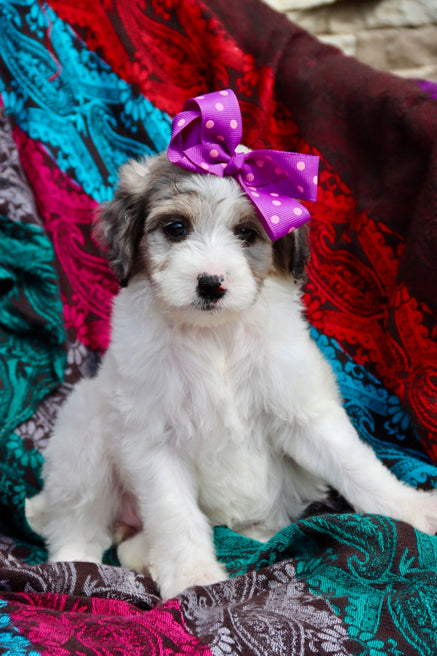 Margot blue merle parti