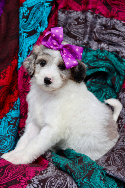 Margot blue merle parti
