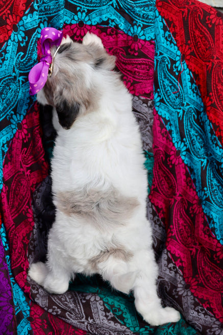 Margot blue merle parti