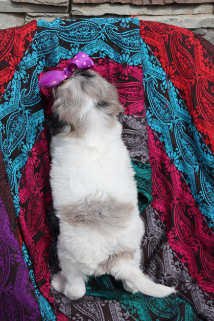 Margot blue merle parti