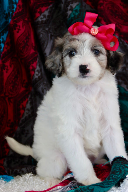 Margot blue merle parti