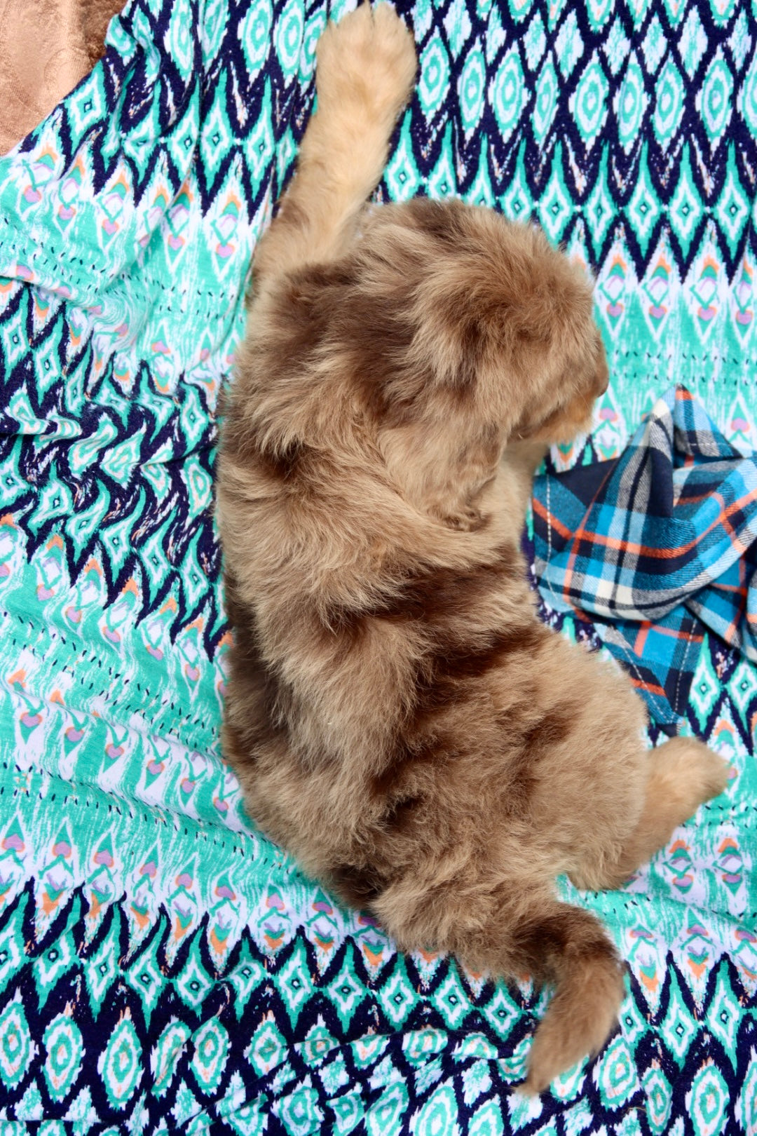 Leo chocolate merle