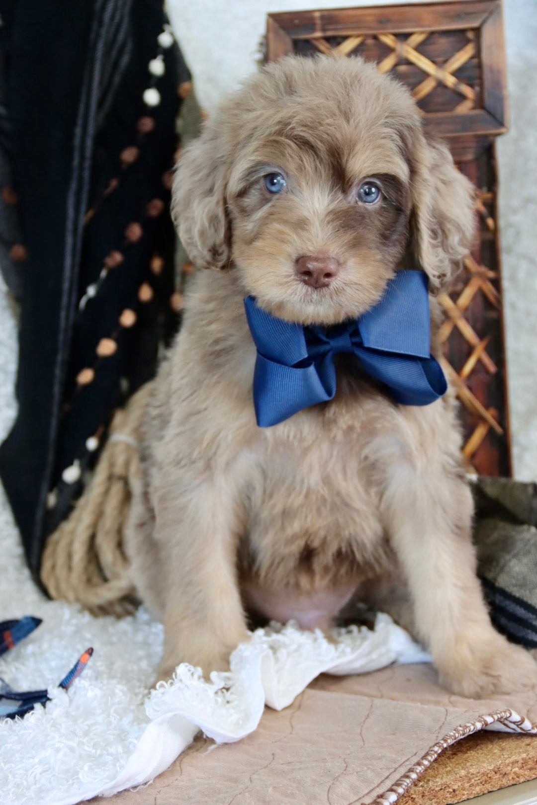 Leo chocolate merle