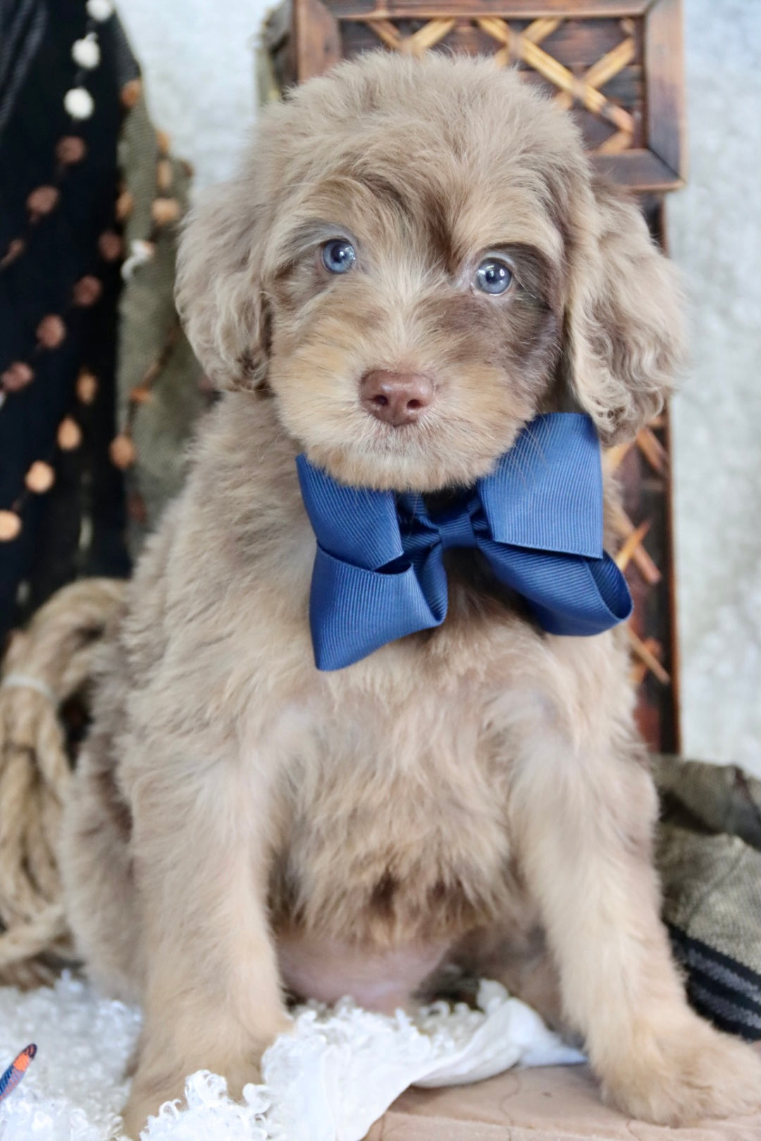 Leo chocolate merle