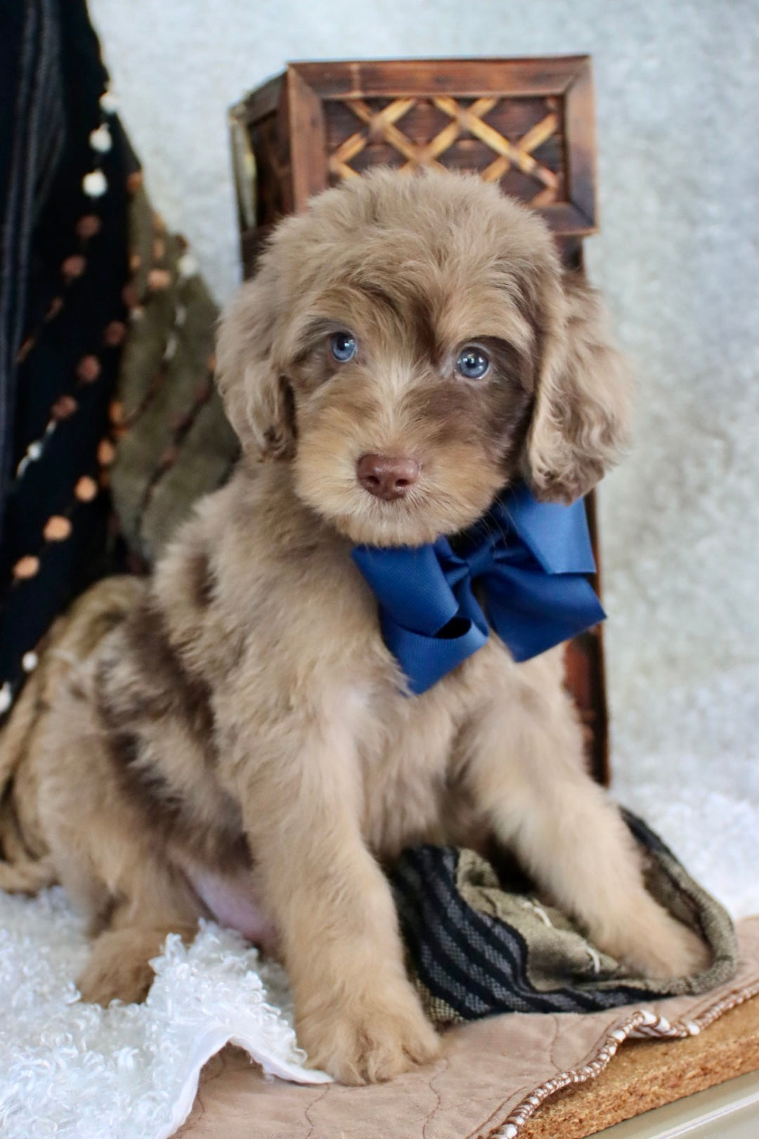 Leo chocolate merle