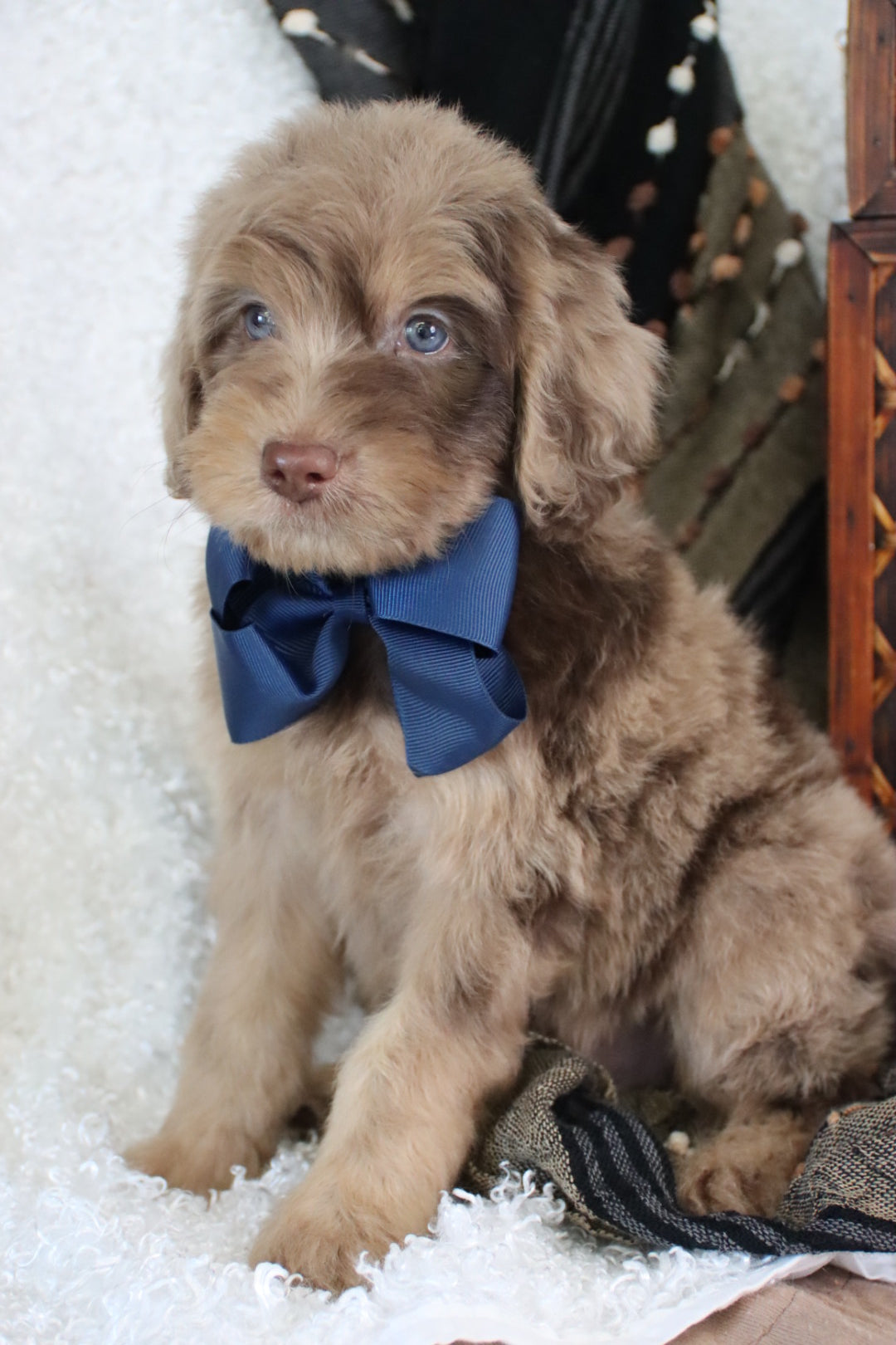Leo chocolate merle
