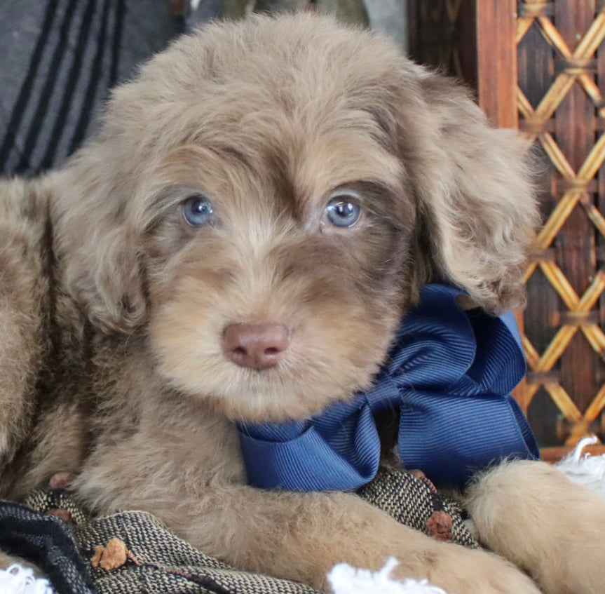 Leo chocolate merle