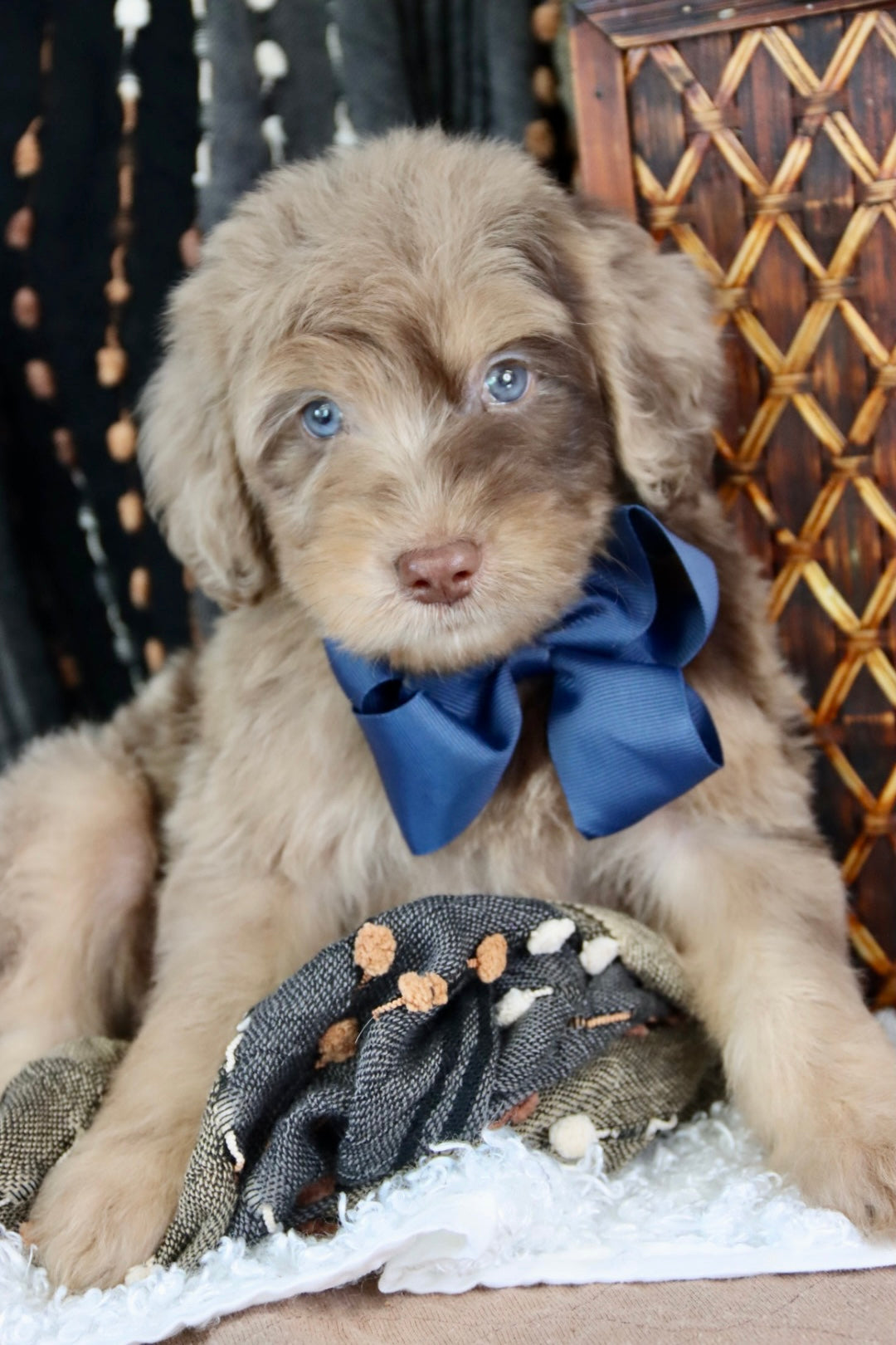 Leo chocolate merle