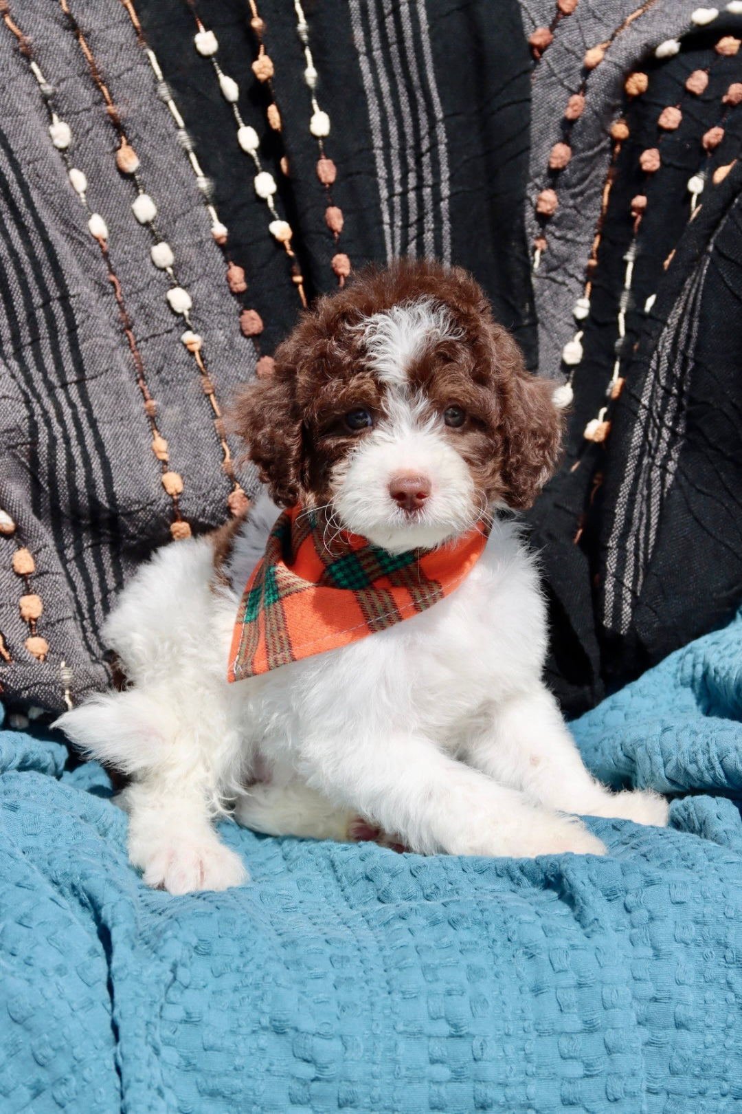 Channing chocolate tri merle