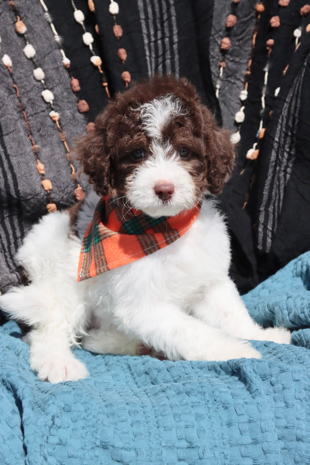 Channing chocolate tri merle