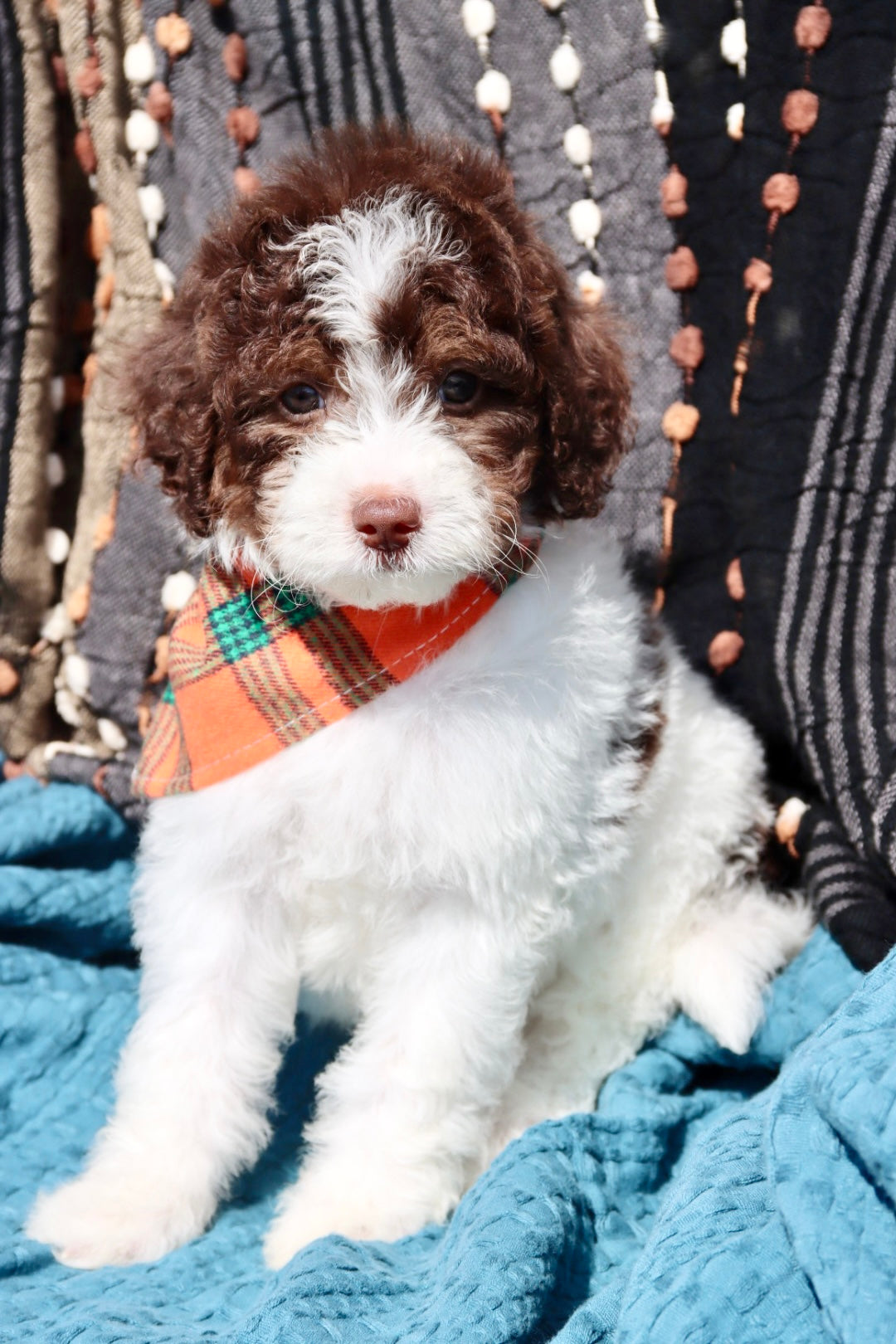 Channing chocolate tri merle