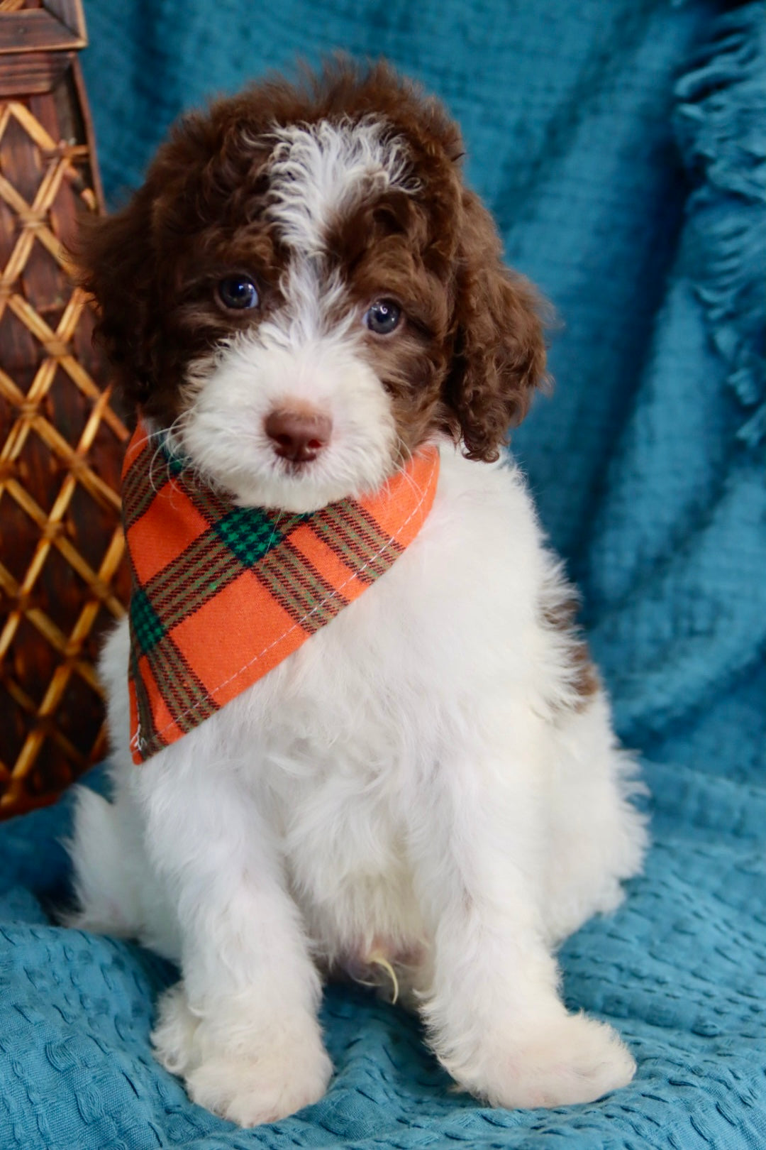 Channing chocolate tri merle
