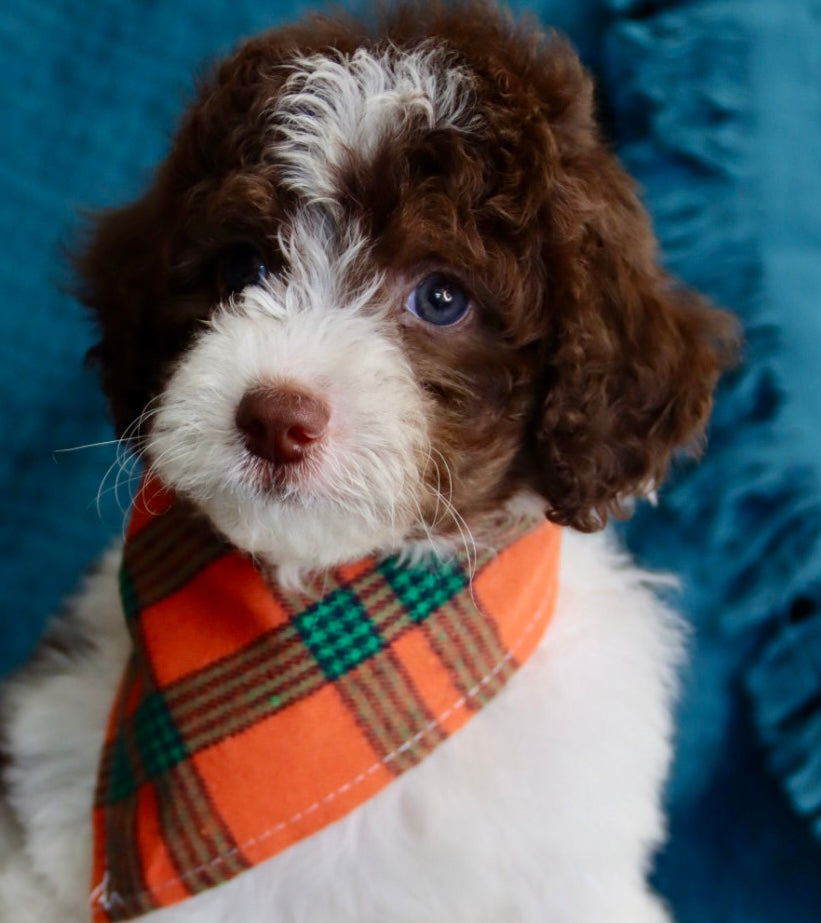 Channing chocolate tri merle