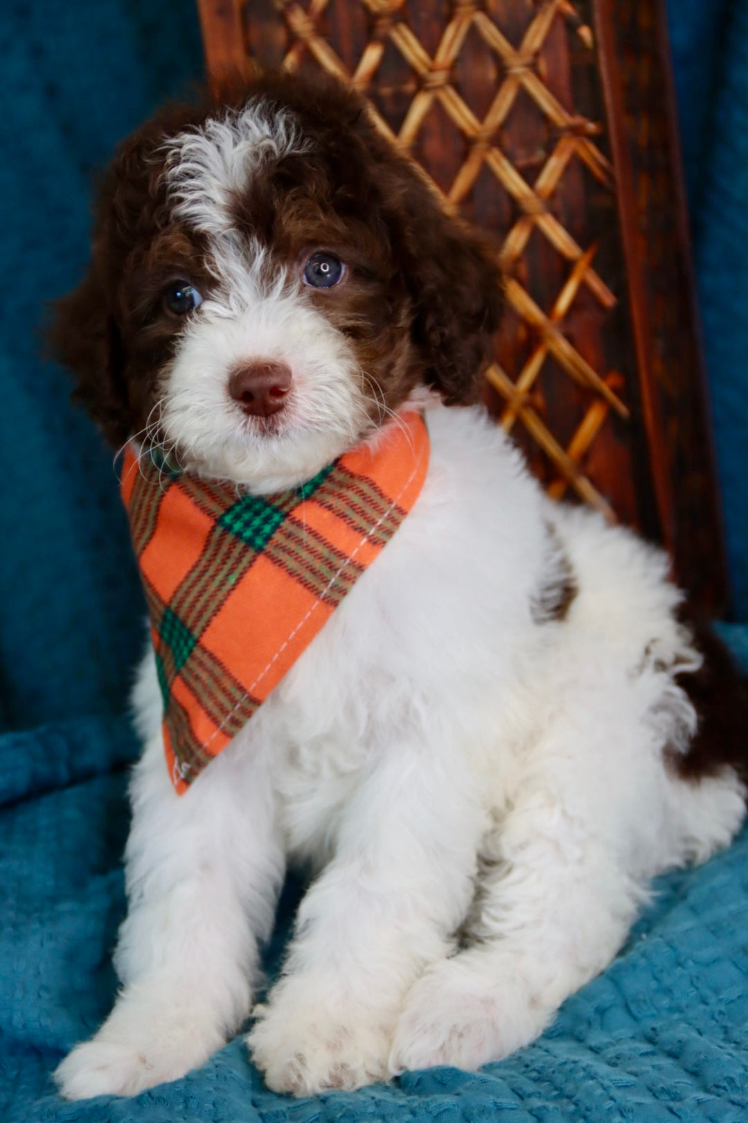 Channing chocolate tri merle