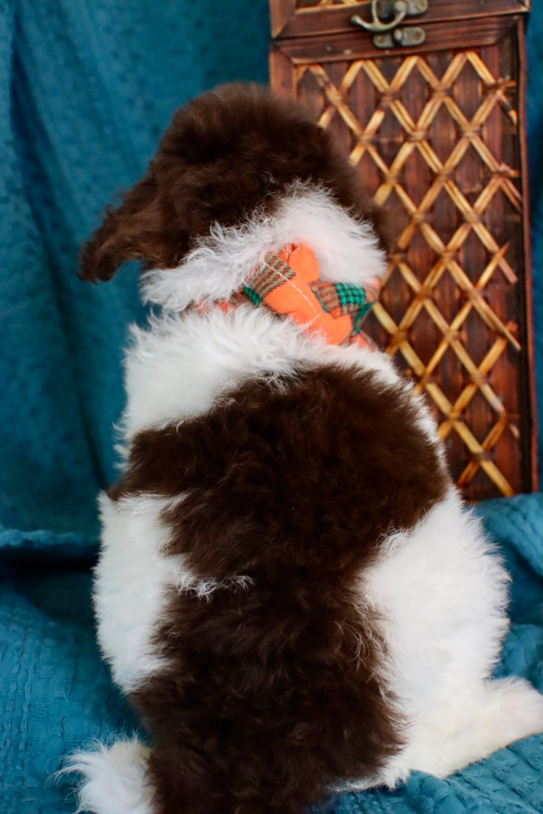 Channing chocolate tri merle