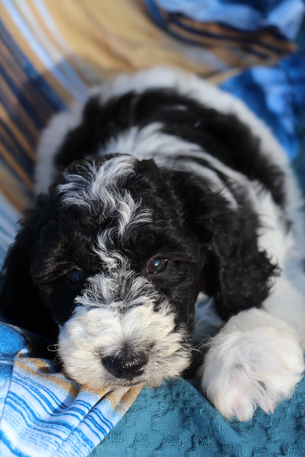 OLIVER ( PETITE )