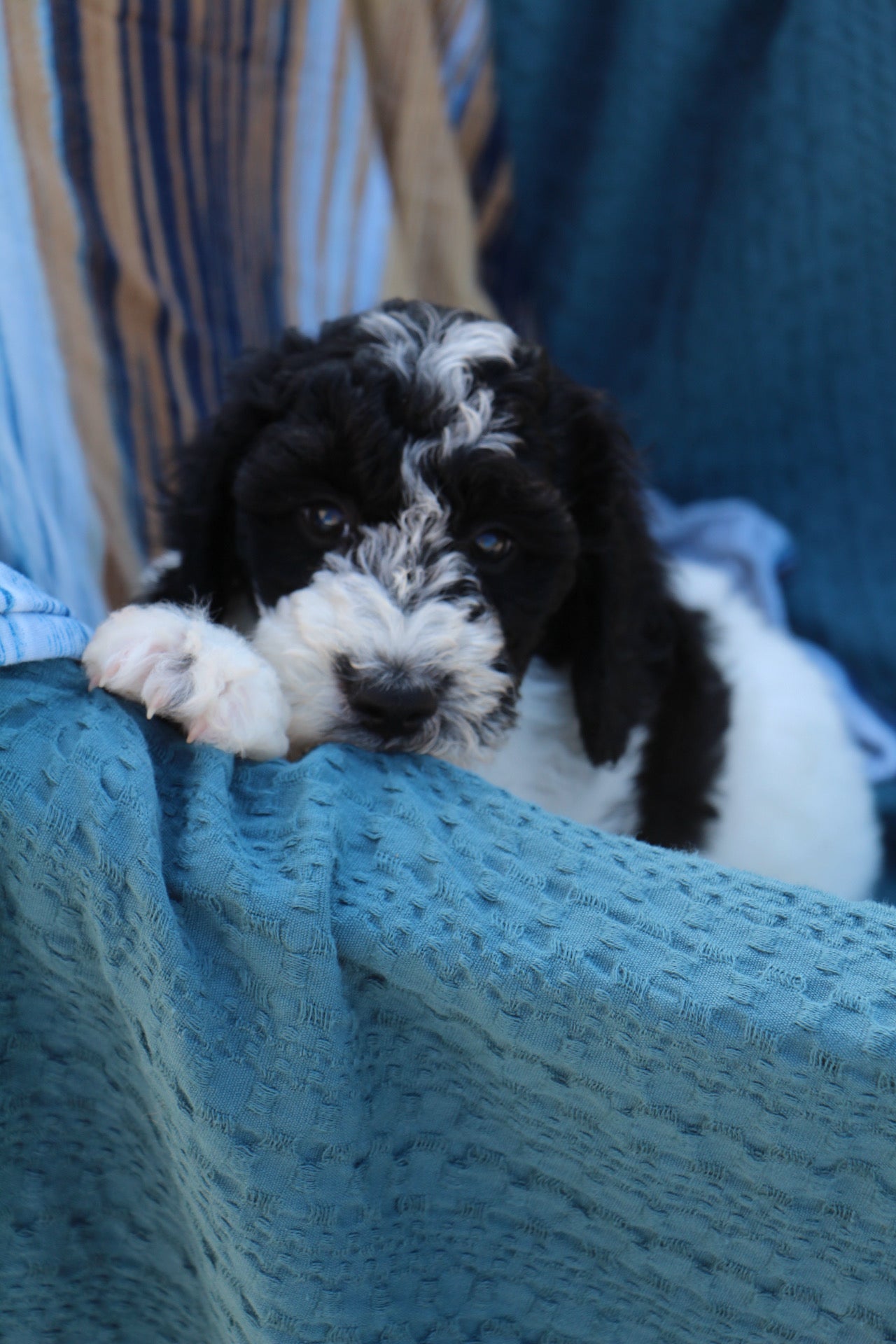OLIVER ( PETITE )