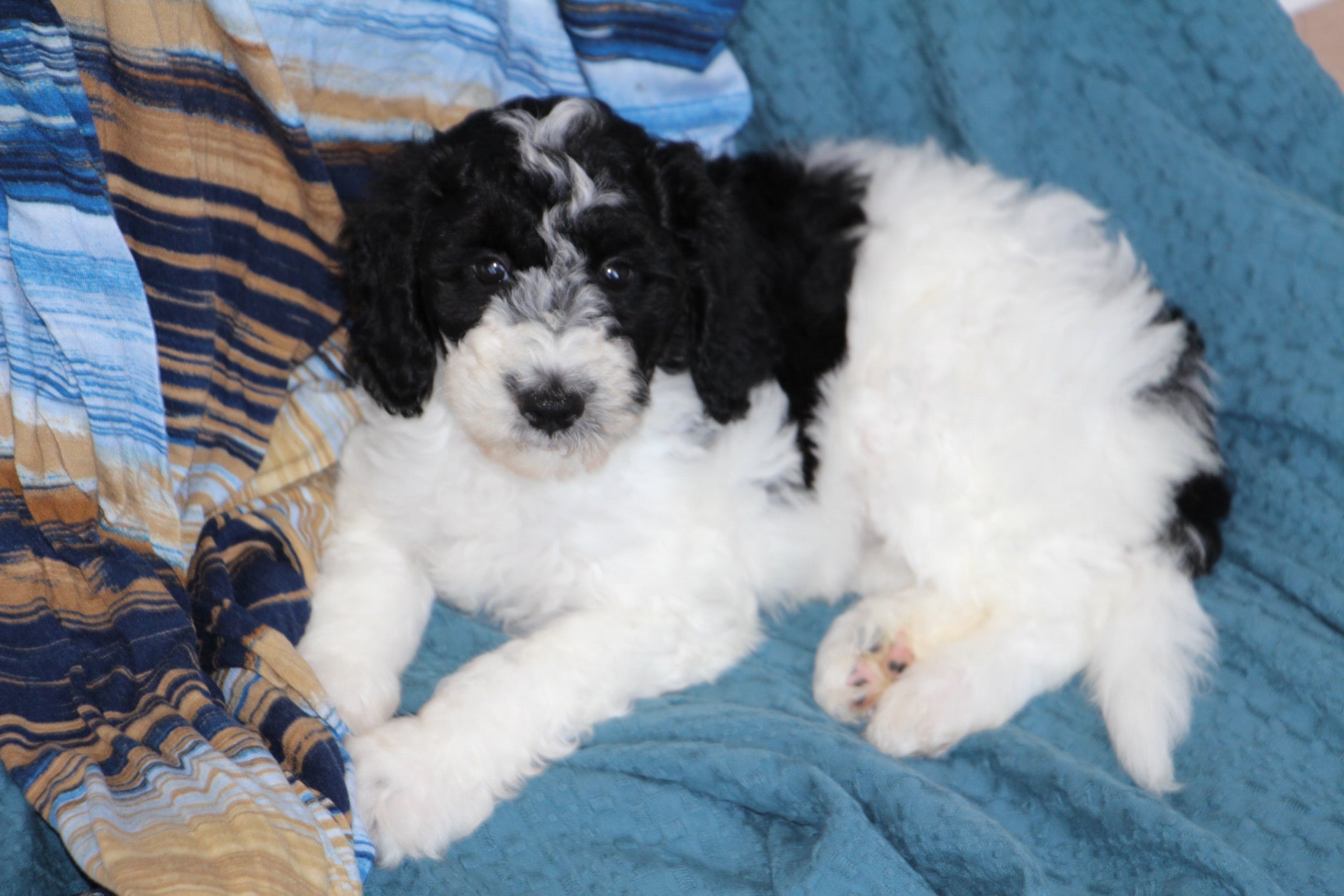 OLIVER ( PETITE )