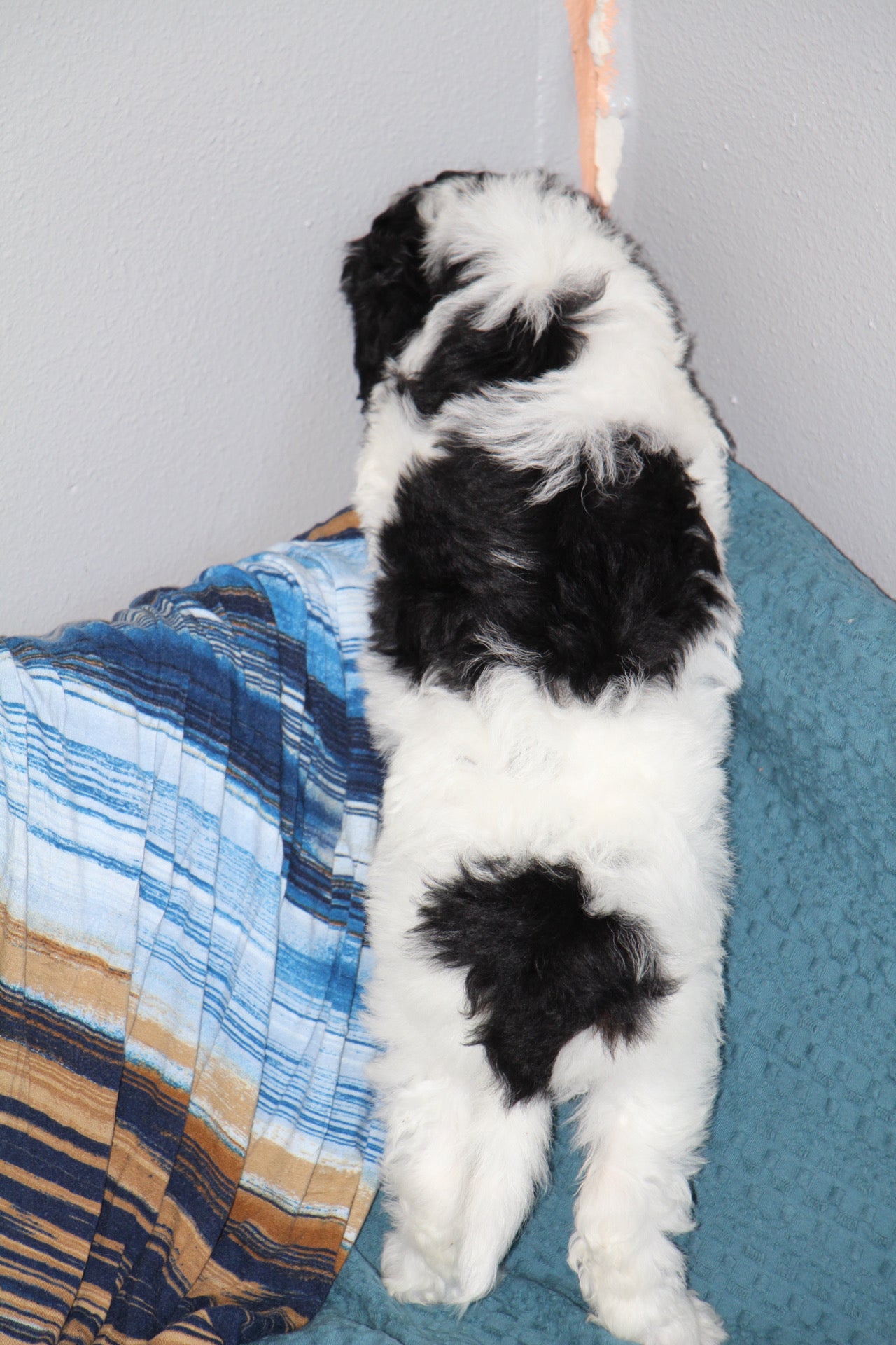 OLIVER ( PETITE )