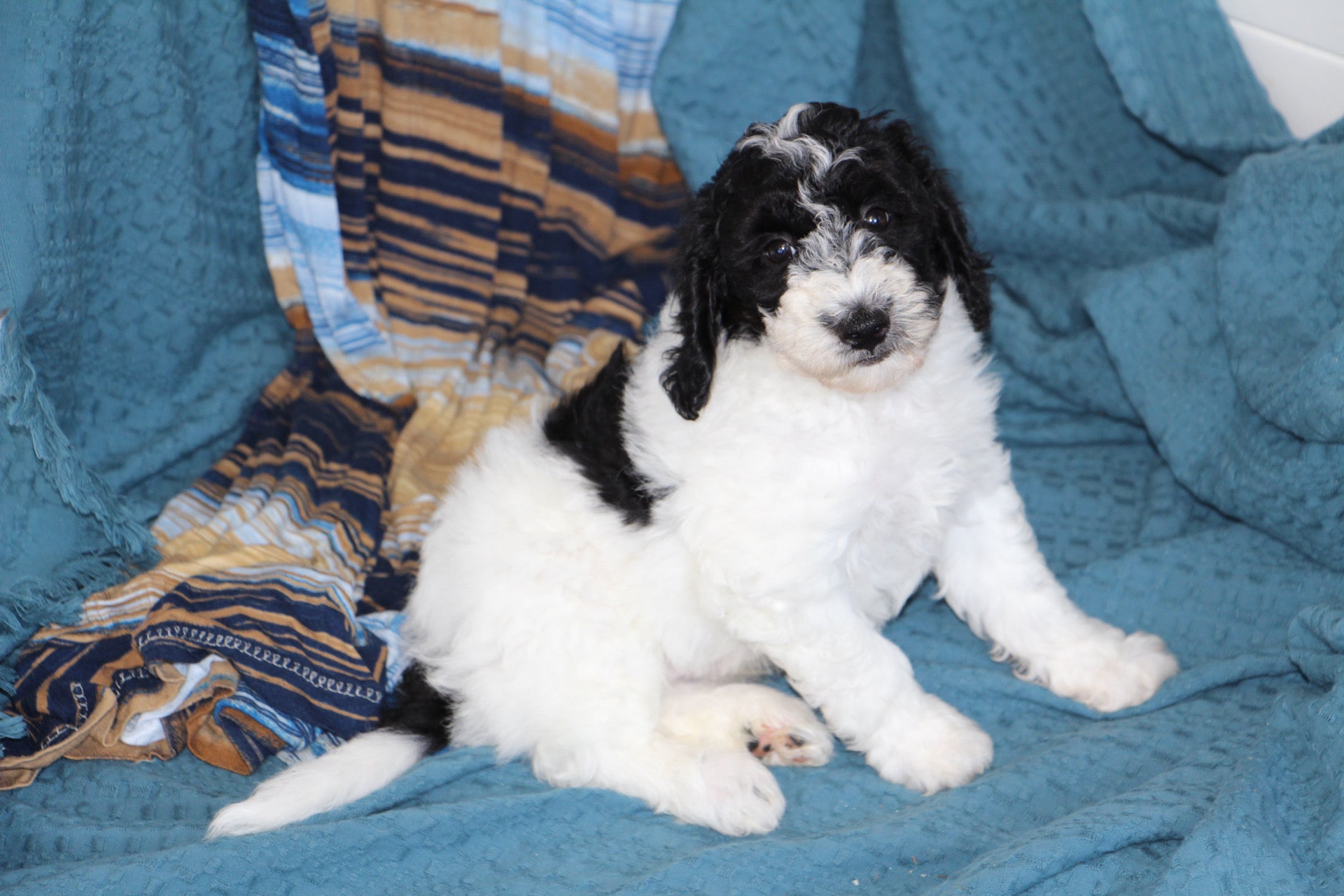 OLIVER ( PETITE )