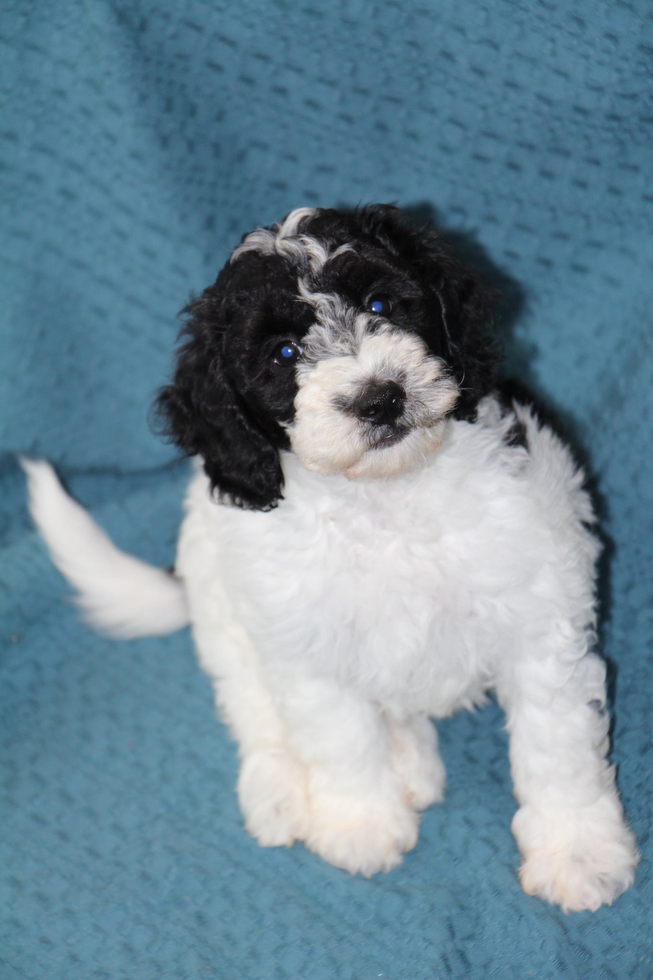OLIVER ( PETITE )