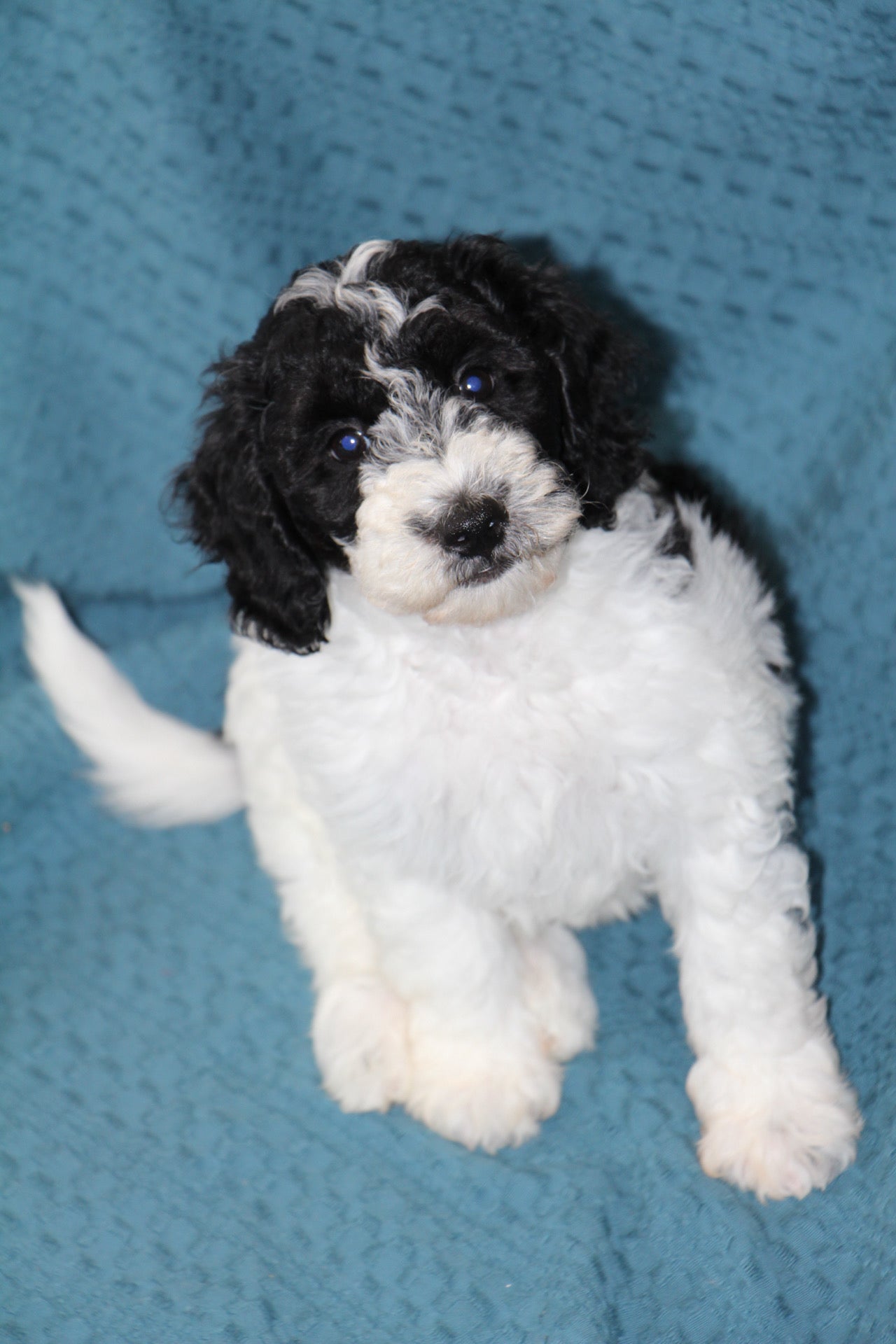 OLIVER ( PETITE )