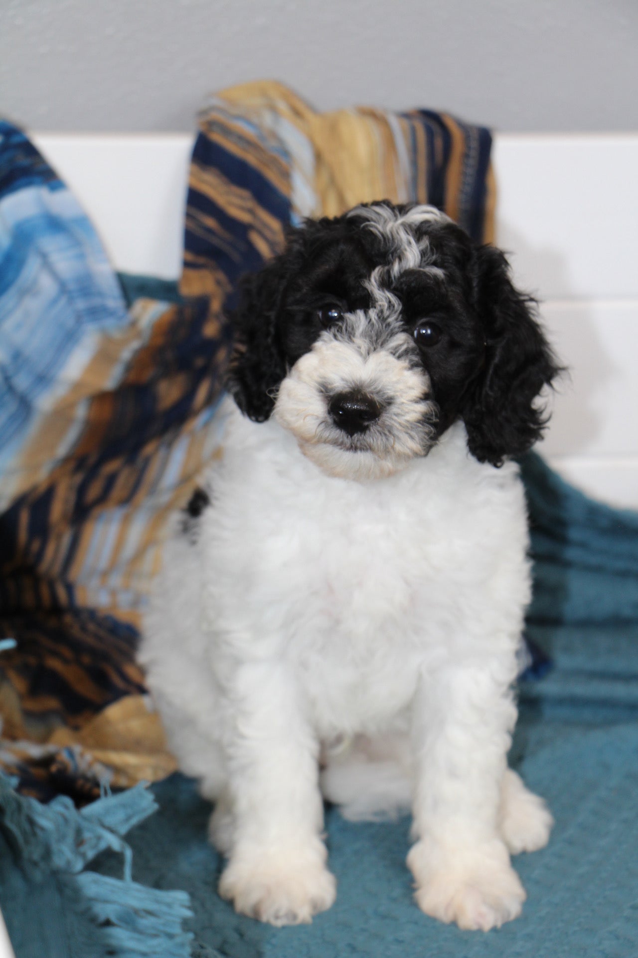 OLIVER ( PETITE )