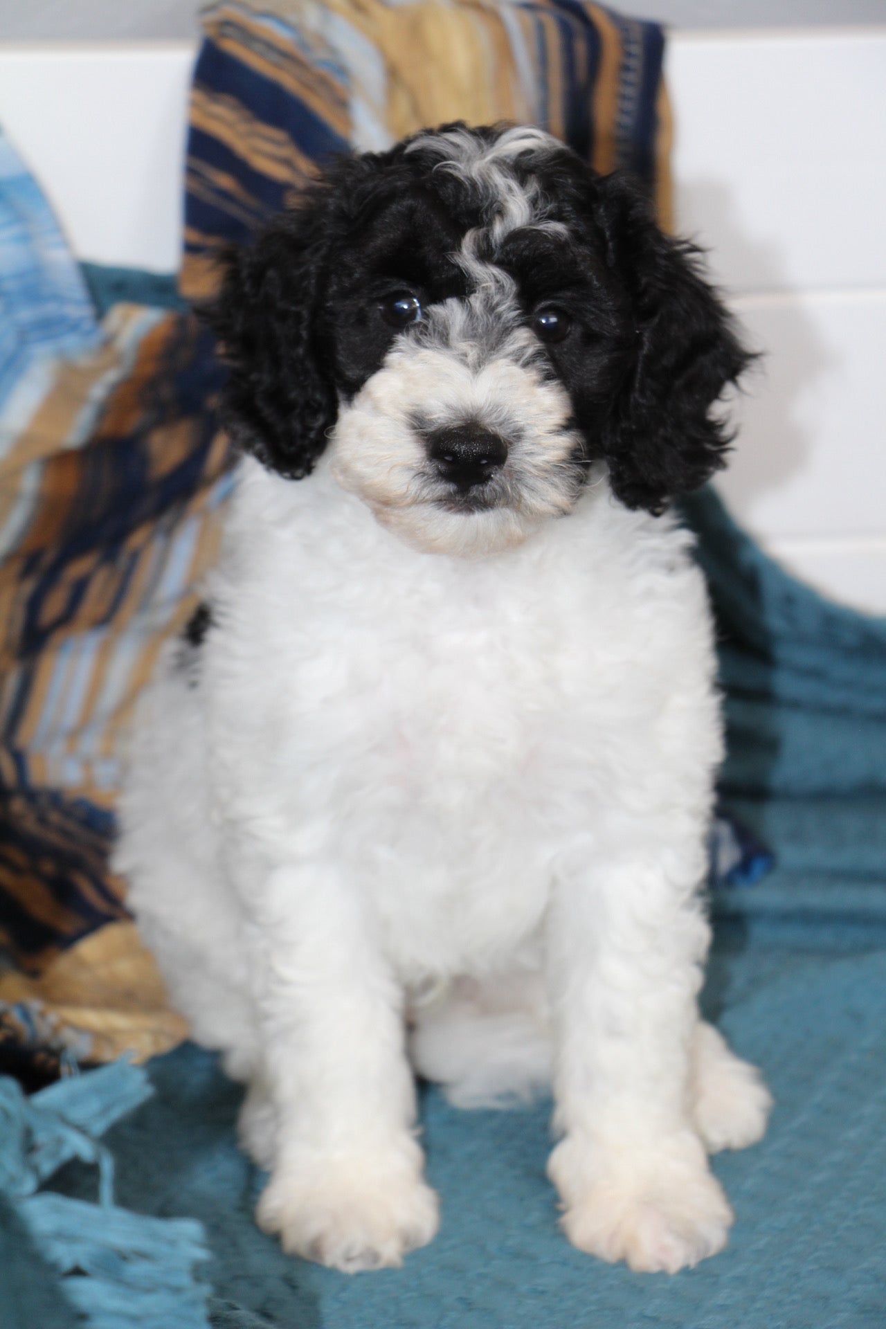OLIVER ( PETITE )