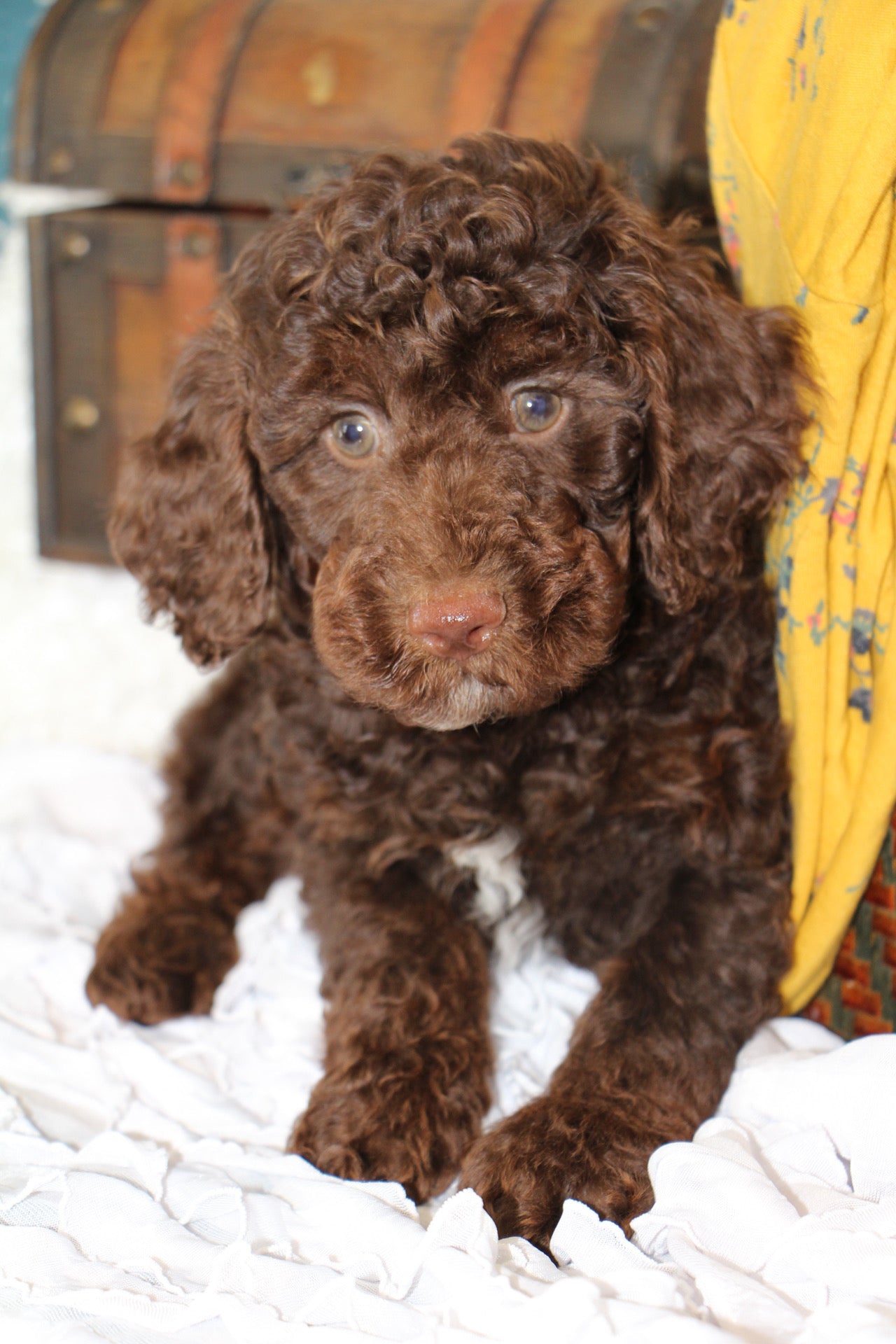 JASPER ( PETITE )