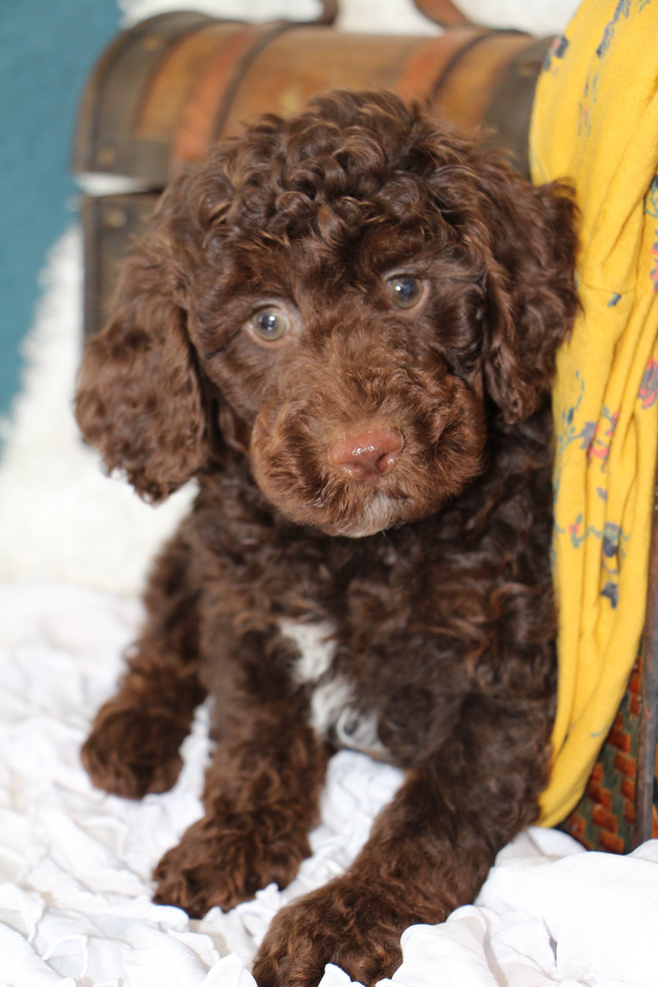 JASPER ( PETITE )
