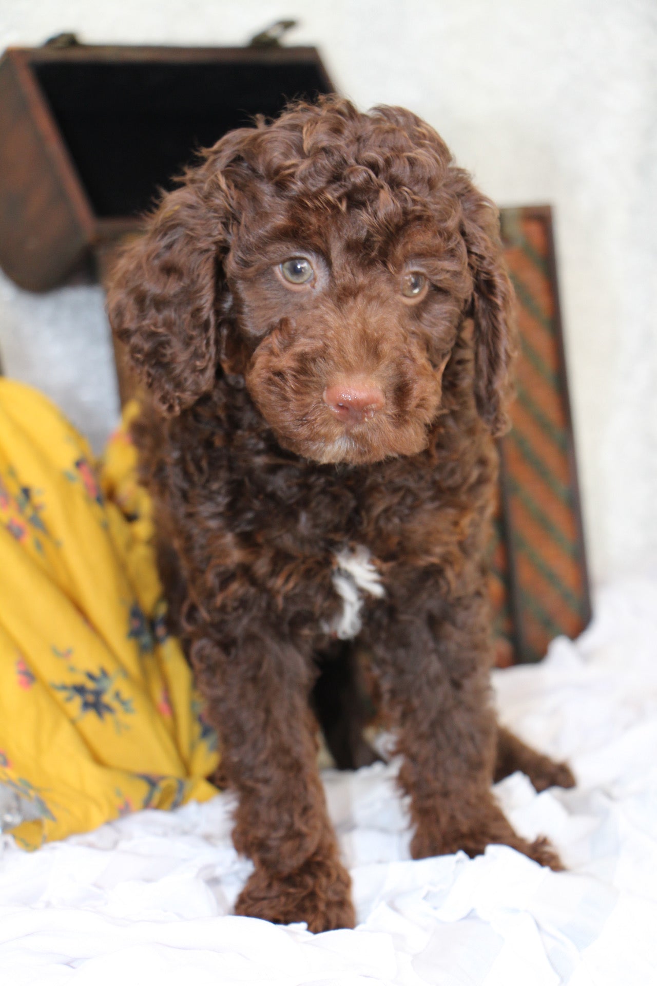 JASPER ( PETITE )
