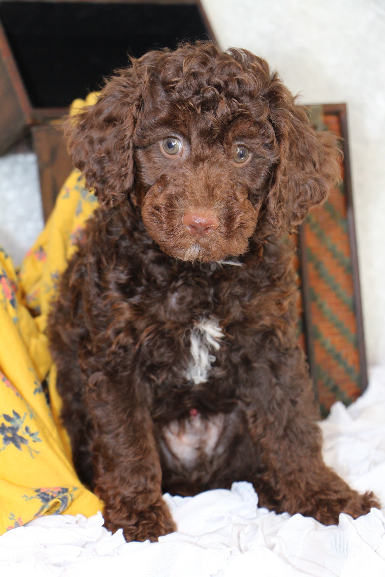 JASPER ( PETITE )