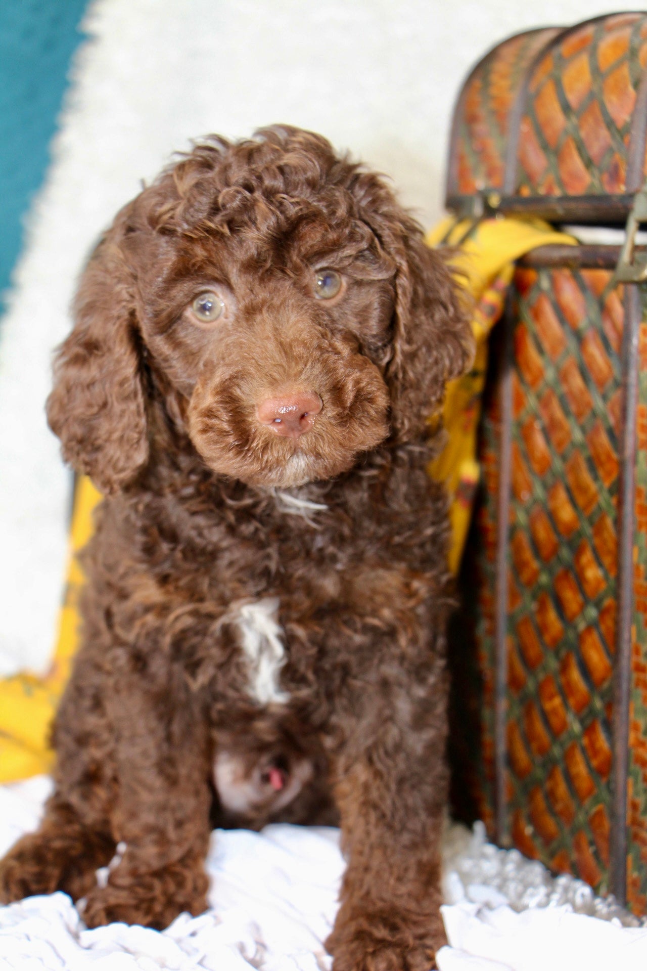 JASPER ( PETITE )