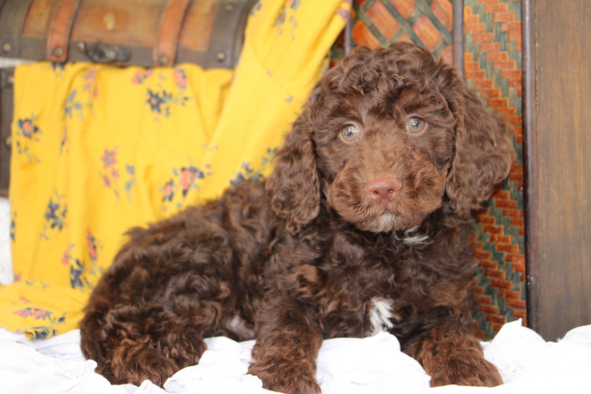 JASPER ( PETITE )