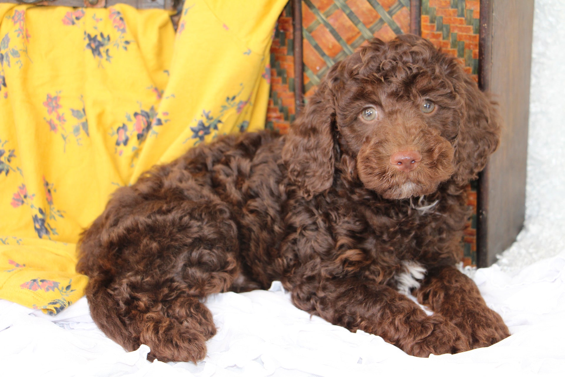 JASPER ( PETITE )